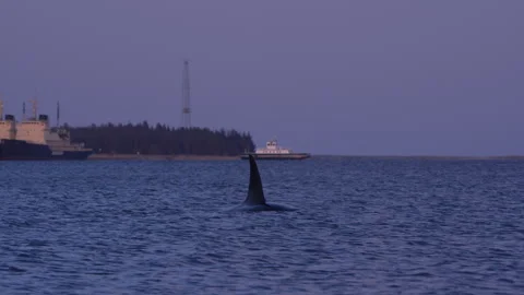 Stranded Orca Whale Breathing, boat passes, Drone Low View, Limfjorden Denmark Stock Footage 316906965