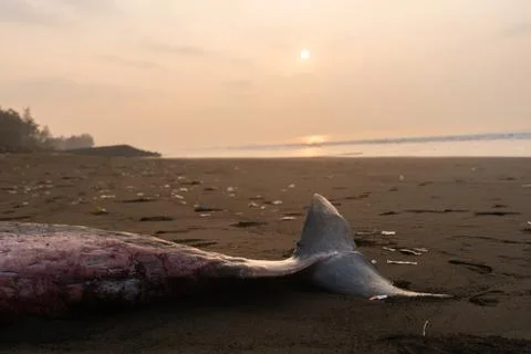 Stranded Pygmy Sperm Whale on Beach at Sunset Foto stock
