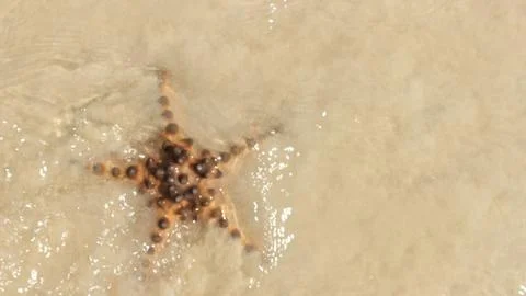 Stranded starfish on the beach by the waves mid close up Stock Photos