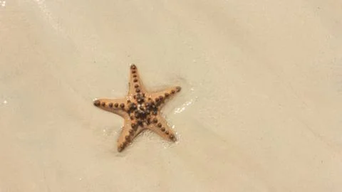 Stranded starfish on the coastline Stock Photos