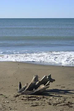 Stranded tree log on a Mediterranean sand beach Stock Photos