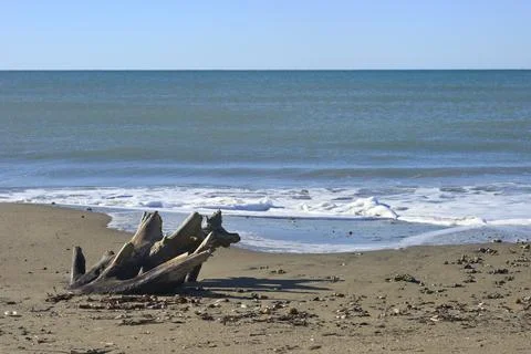 Stranded tree log on a Mediterranean sand beach Stock Photos