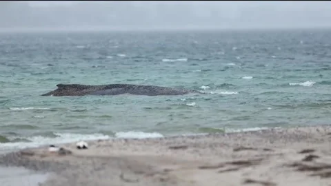 Stranded whale found on German coast, TIMMENDORFER STRAND, DE - 25 Mar 2026 Stock Footage 331448712