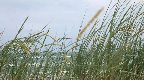 StrandgrasMVI 9153 Stock Footage 500525