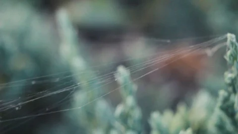Strands of cobweb stretched between the stems of plants Stock Footage 113139435