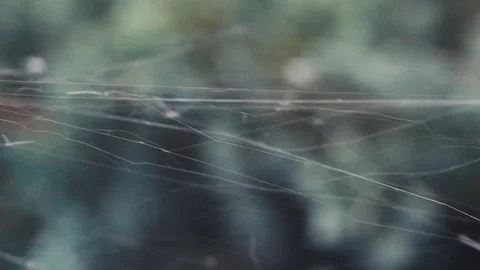 Strands of cobweb stretched between the stems Stock Footage 113139450