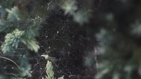 Strands of cobweb stretched between the stems Stock Footage 113139464