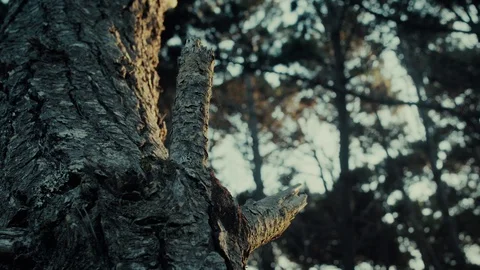 Strands of cobwebs rest between two broken stems of a tree as tiny bugs Stock Footage 129962875