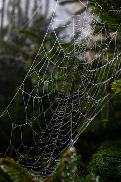 Strands of spider web strewn with small drops of morning mist Foto stock