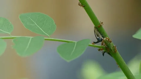 Strang treehoppe on branch. Stock Footage 310599775