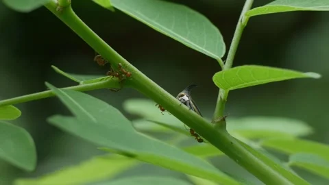 Strang treehoppe on branch. Stock Footage 310765309