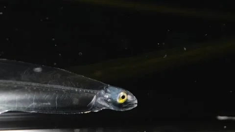 Strange Alien-Like Transparent Sea Serpent Creature Stock Footage 335397830