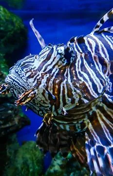 Strange and exotic fish muzzle of the devil firefish or lionfish Stock Photos