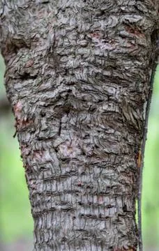 Strange Apple Tree Bark Pattern Stock Photos