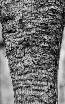 Strange Apple Tree Bark Pattern in Monochrome Stock Photos