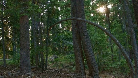Strange bent tree sunrise forest Mt. Hood Oregon Cascades 238 Stock Footage 81891232