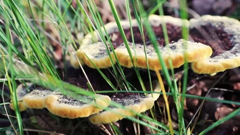 Strange big funghi in forest Stock Footage 141508523