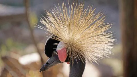 Strange bird Stock-Fotos