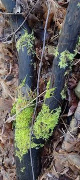 Strange black old tree logs growing contrast of green moss Stock Photos
