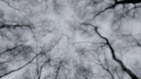 A strange blurred moving shot looking up at bare silhouetted black trees Video stock 265035340