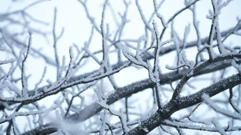 Strange branches covered with snow Video stock 102855432