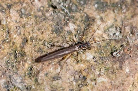 Strange brown bug perched Stock-Fotos