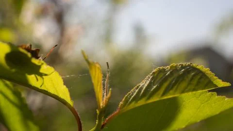 Strange bug climp on the leaf tip Stock Photos