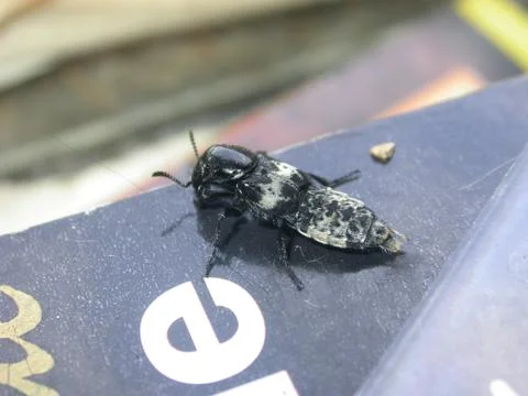 Strange Bug Stock Photos