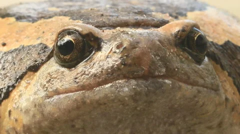 Strange bullfrog Stock Footage 56067225