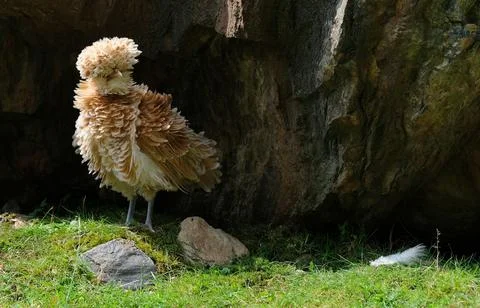 Strange chicken on grass between rocks in the mountains Stock Photos