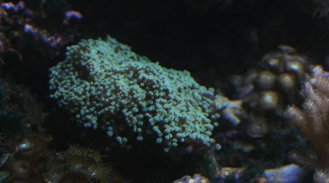 Strange coral Stock Footage 560149