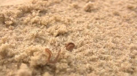 Strange creature Video stock 8519071