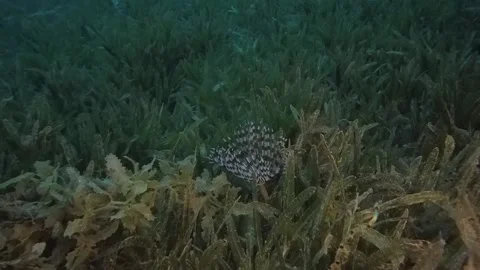 Strange creature underwater in bottom of Red sea Stock Footage 133877382