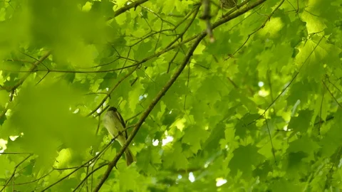 Strange display of parasite bird begging adult bird of different specie for food Video stock 100687726