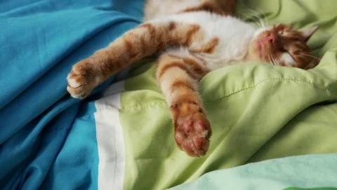 Strange dream of the red cat Stock Footage 80125846