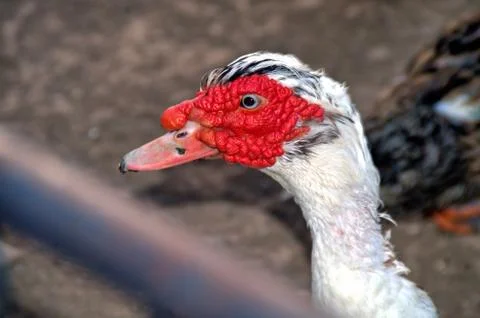 Strange duck Stock Photos