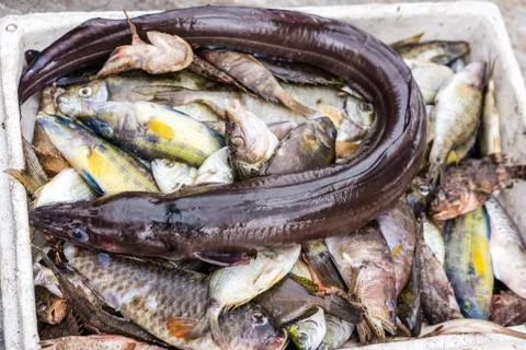 Strange eel like snake fish Stock Photos