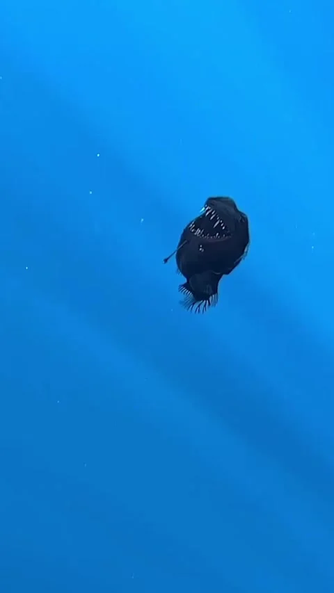 Strange fish appeared on the surface of the sea Stock Footage 301679429