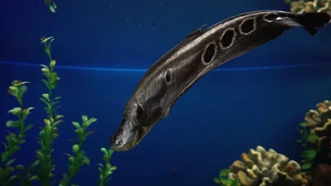 Strange fish Видео 160039849