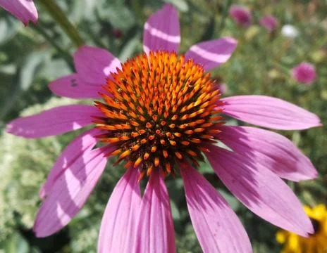 Strange Flower Stock Photos