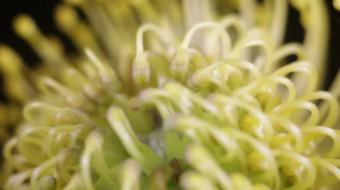 Strange flower under macro , rotates Stock Footage 68116127