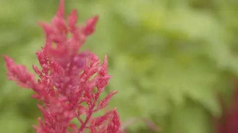 Strange Flowers Stock Footage 234216757