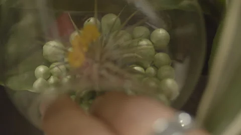 Strange Flowers Stock Footage 234216796