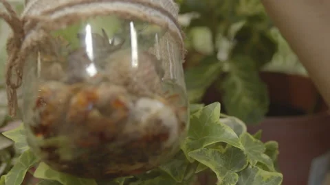 Strange Flowers Stock Footage 234216807