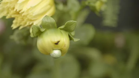 Strange Flowers Stock Footage 234217023