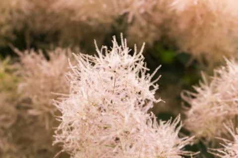 Strange flowers Stock Photos