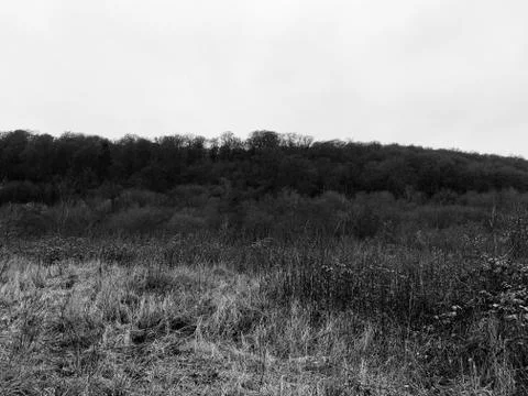 Strange forest 1 Foto stock