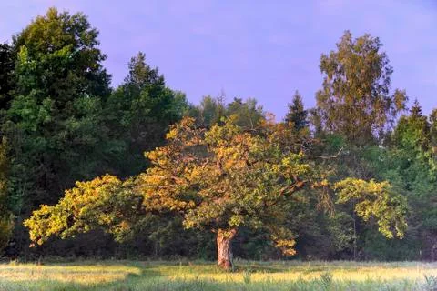 Strange form of oak Foto stock