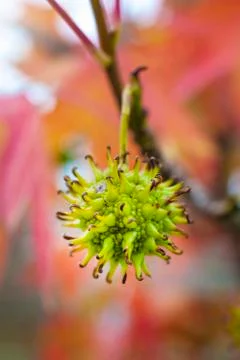Strange fruit Stock Photos