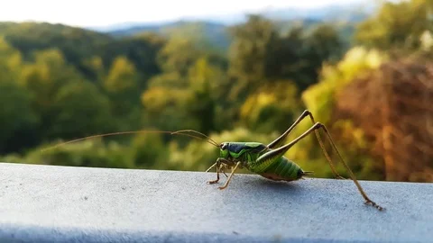 Strange grasshopper on a mountain background Stock-Footage 80124756